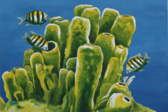 ZP-Sponges-and-Sergeant-fish