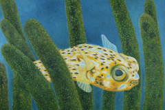 Balloonfish-ZP