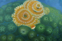 ZP-Christmas-TreeWorm
