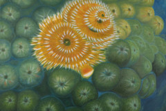 ZP-ChristmasTreeWorm