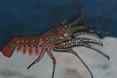 ZP-Lobster