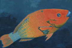 ZP-Parrotfish