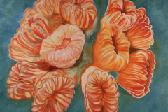 ZP-SmoothFlowerCoral