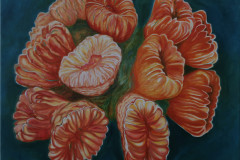 ZP-SmoothFlowerCoral