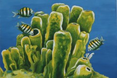 ZP-Sponges-and-Sergeant-fish.JPG